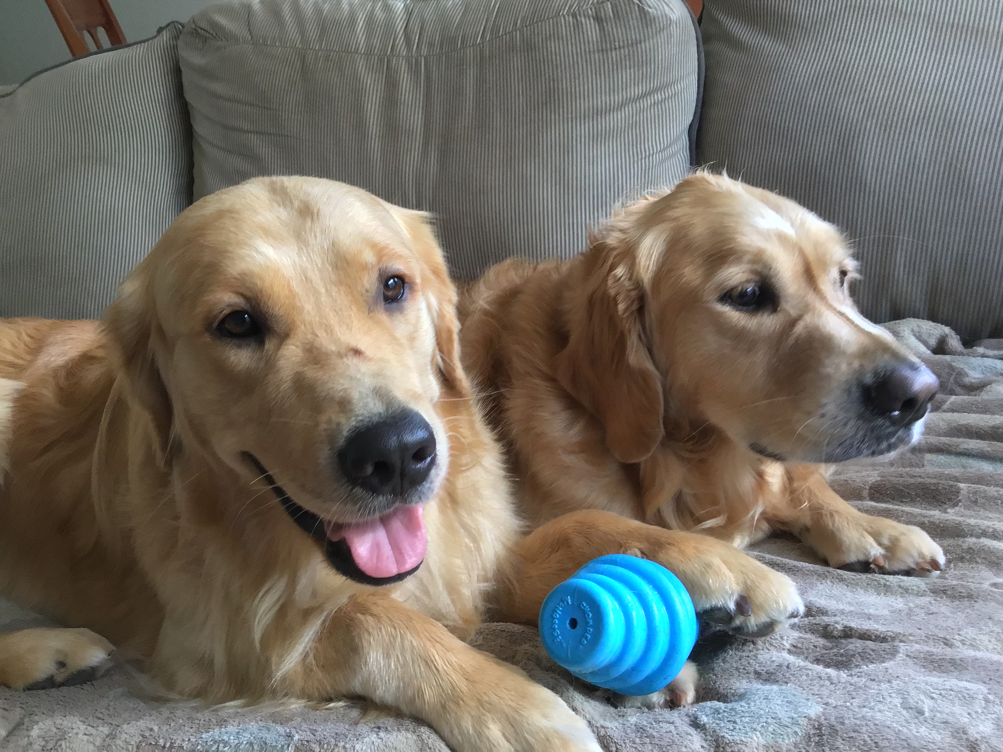 golden-retrievers-speak-beat-the-heat-tk-s-golden-retriever-blog